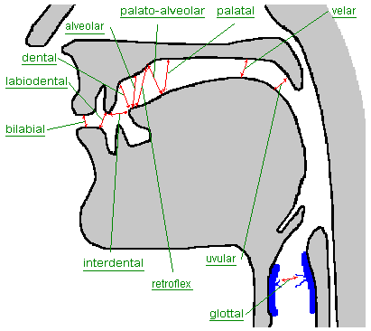 Figure 2: Places of Articulation